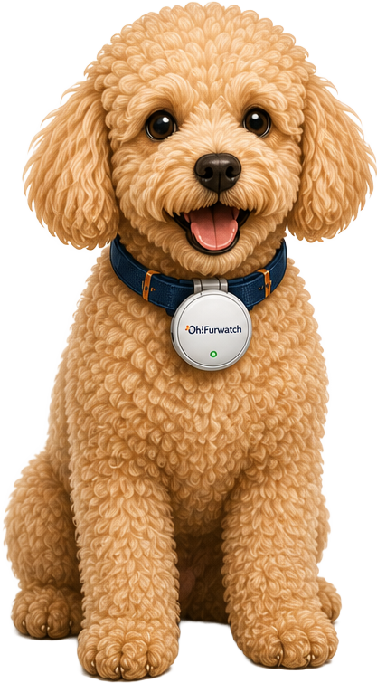 Duffy the poodle